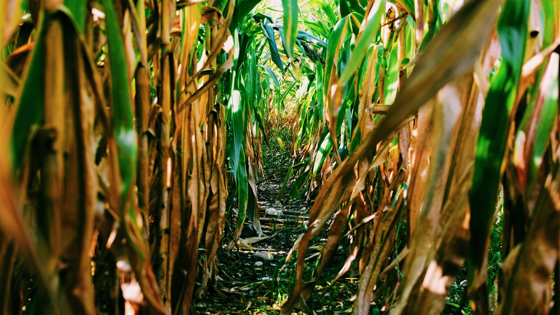 a corn field with lots of green plants