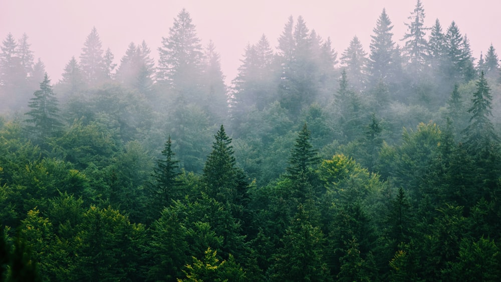 a forest filled with lots of trees covered in fog