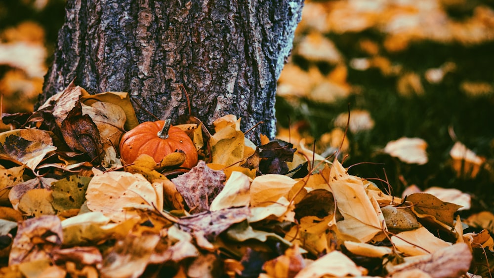 a pile of leaves next to a tree