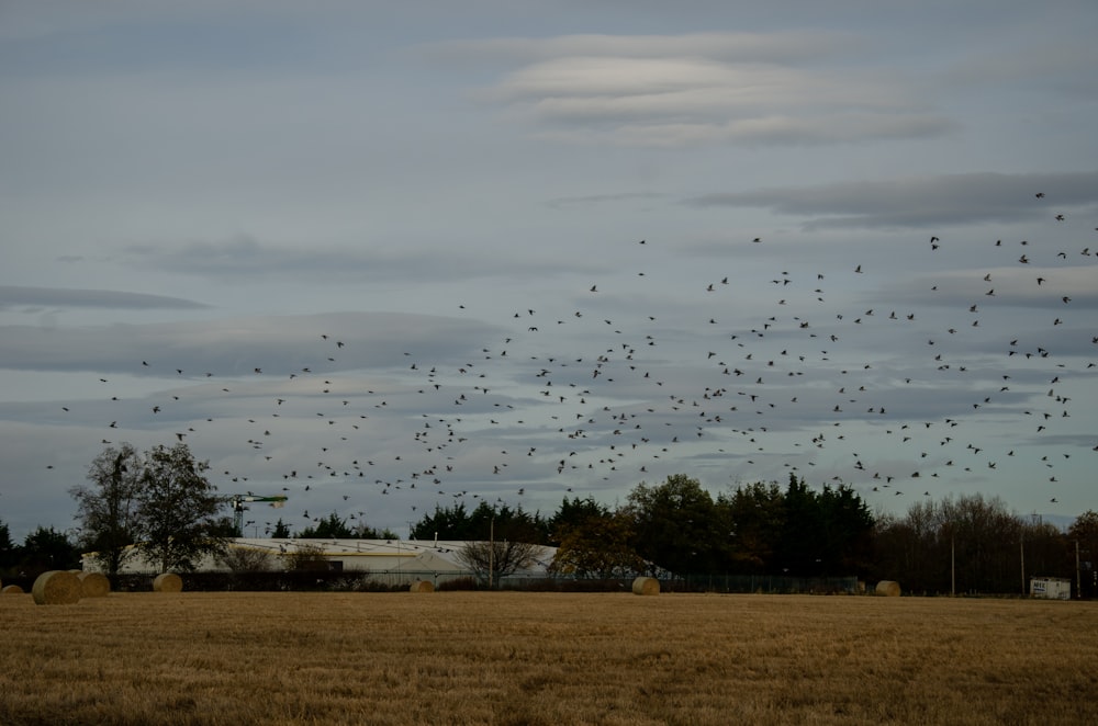 a large flock of birds flying over a field