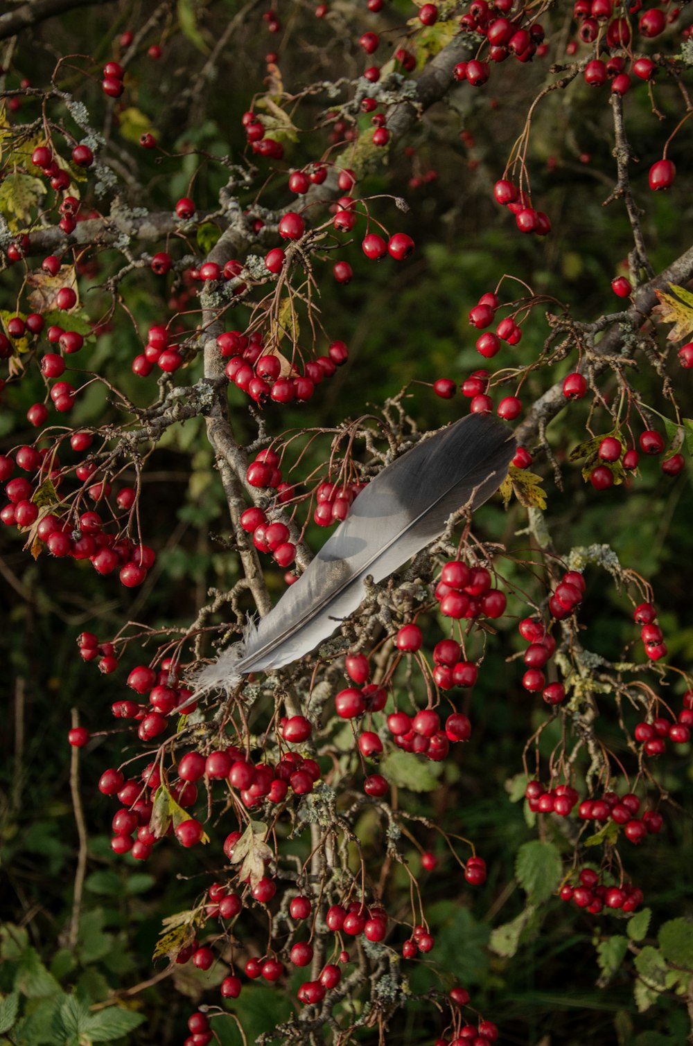 a feather sitting on top of a tree filled with berries