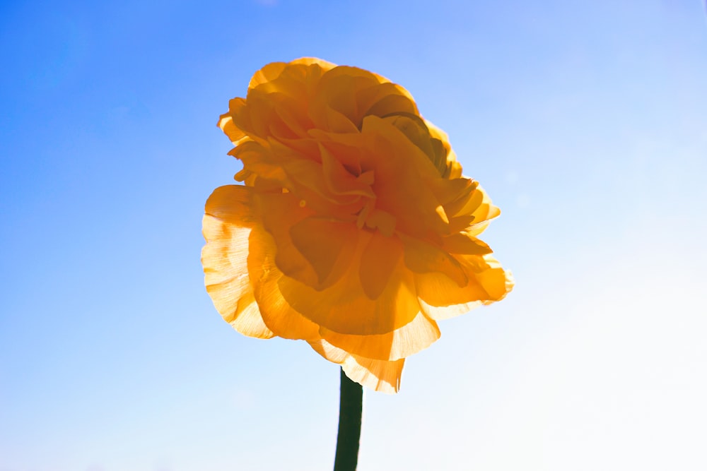 a large yellow flower with a blue sky in the background