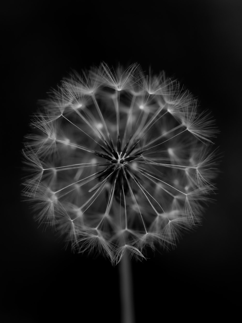 a black and white photo of a dandelion