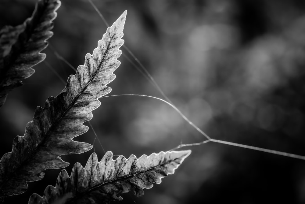 a black and white photo of a leaf