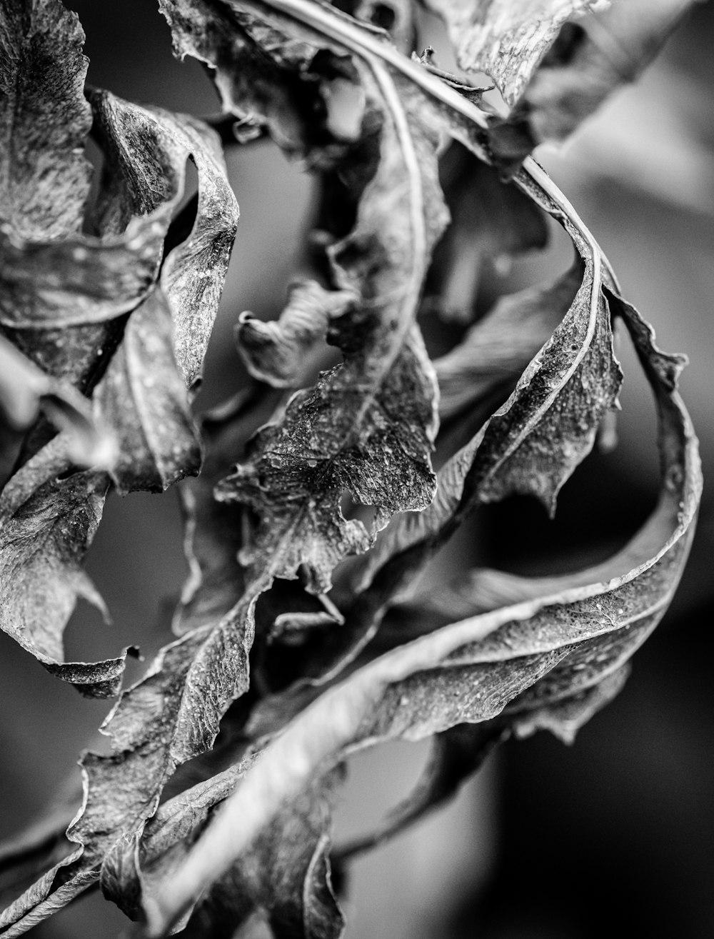 a black and white photo of a leafy plant