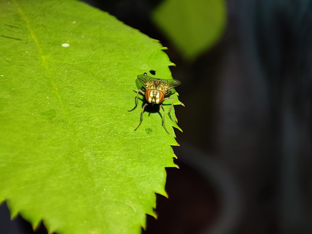 a fly is sitting on a green leaf