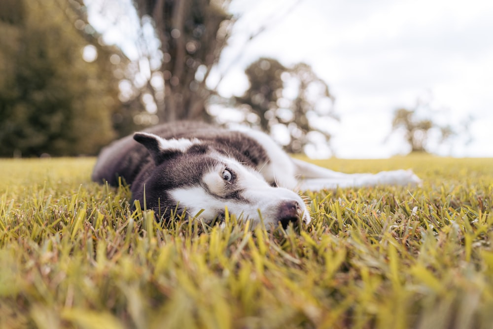 a gray and white dog laying on top of a lush green field