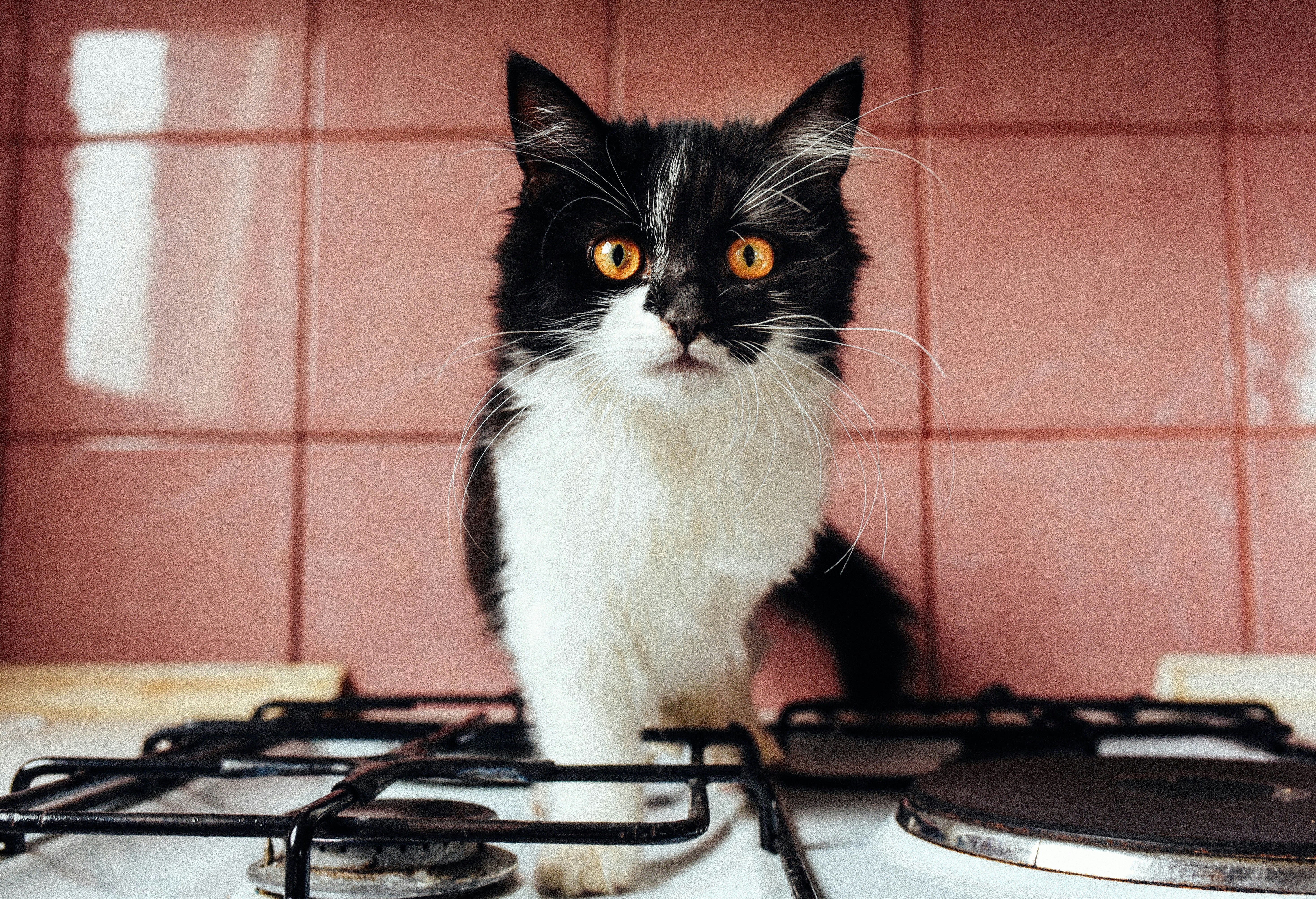 12. Blenders and Food Processors: Sudden Sound Shocks (image credits: unsplash)