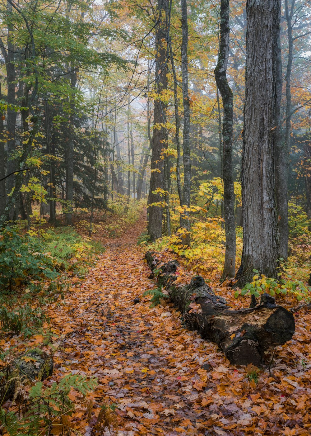 a path in the woods with fallen leaves on the ground