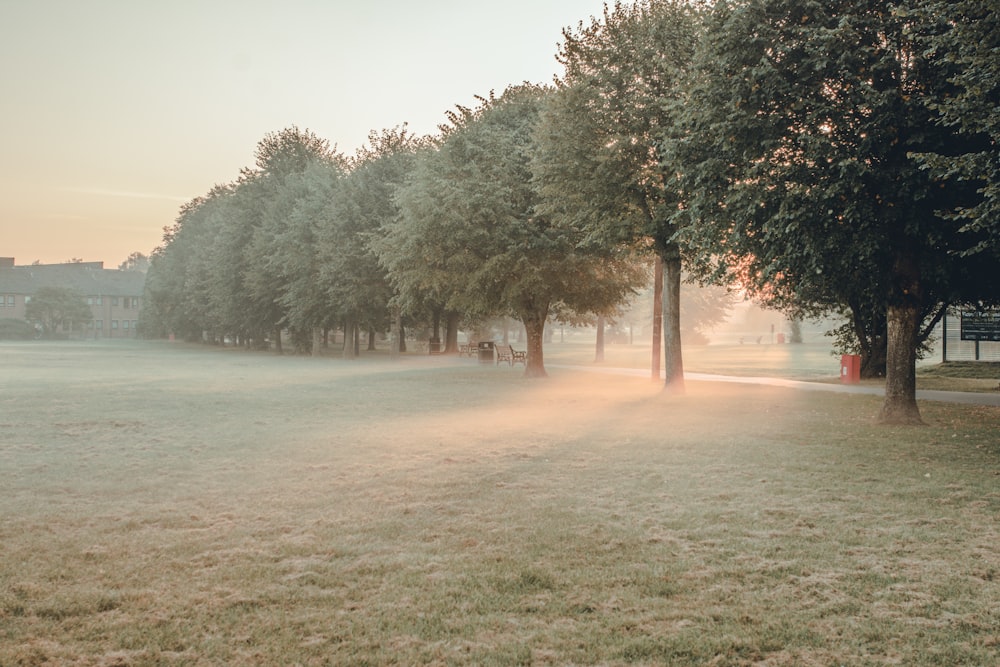 a foggy park with trees and benches