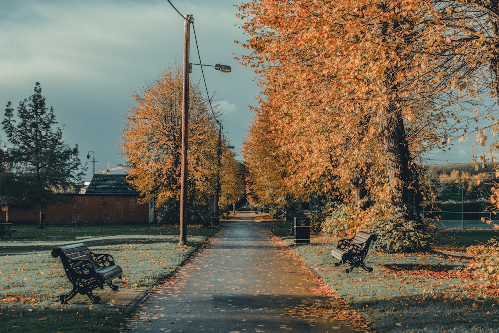 a pathway lined with benches next to trees