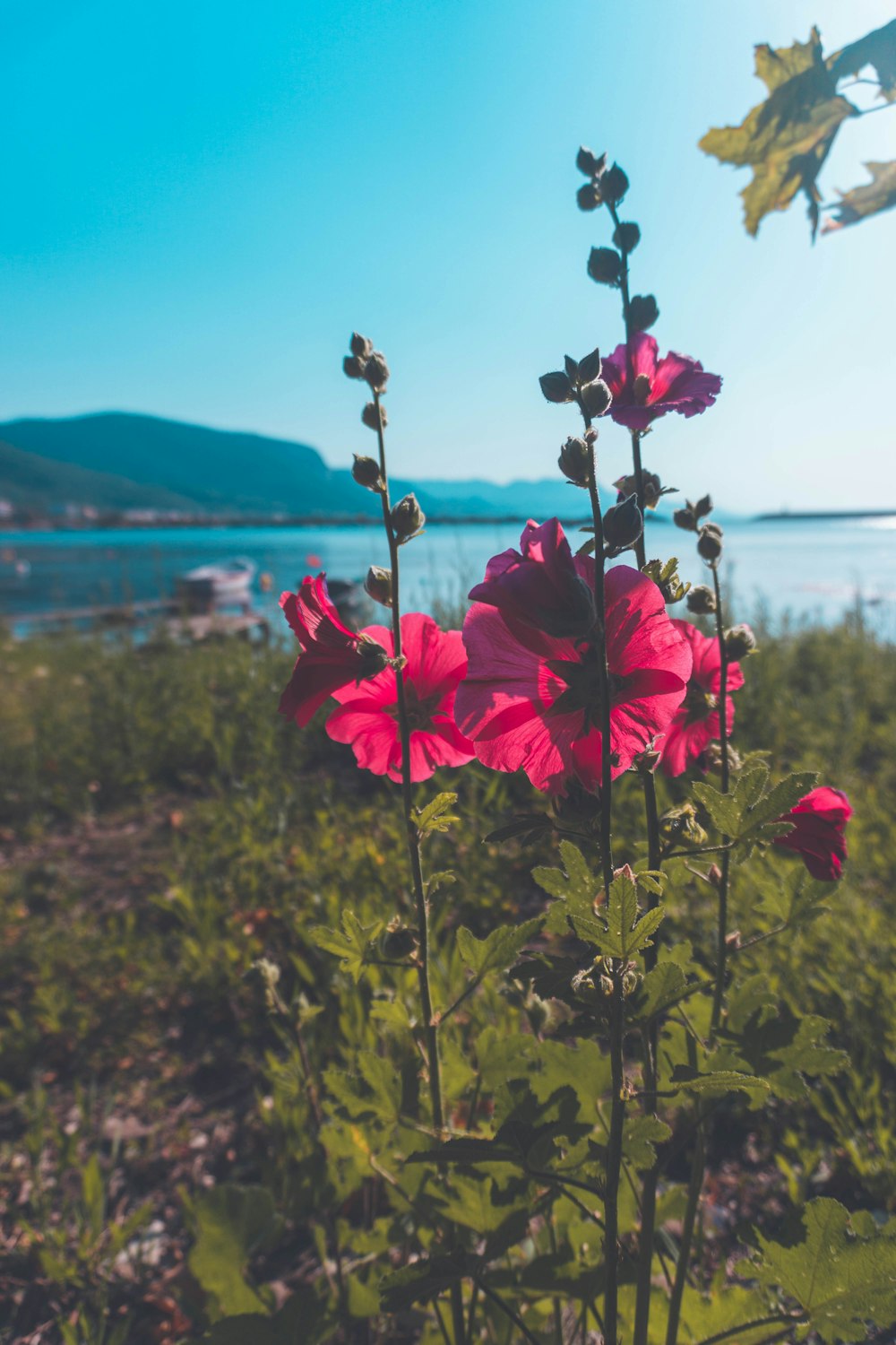 flores cor-de-rosa em um campo com um lago no fundo