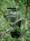 A green tube labeled 'Kahf' is nestled among lush green pine branches. The tube indicates it is a face wash for oil and acne care, with ingredients like Mediterranean sea and French cypress.