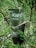 A green tube labeled 'Kahf' is nestled among lush green pine branches. The tube indicates it is a face wash for oil and acne care, with ingredients like Mediterranean sea and French cypress.