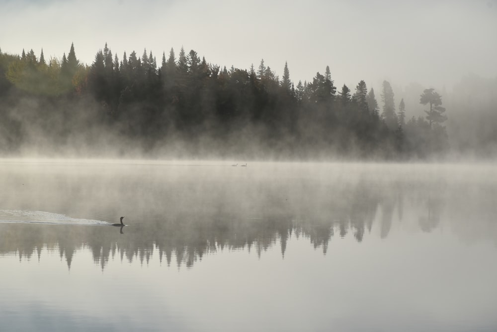 a duck swimming in a lake surrounded by trees