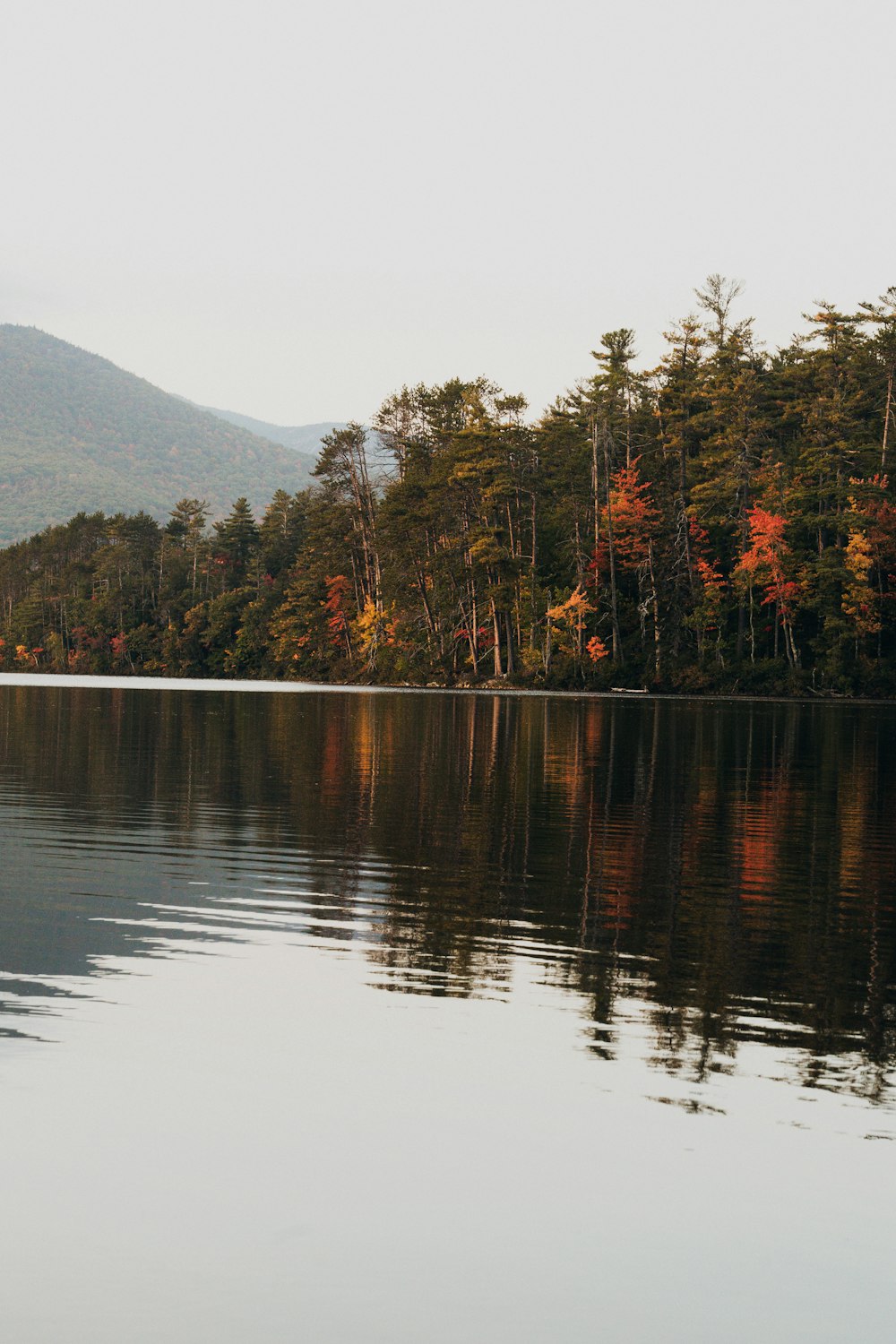 a large body of water surrounded by trees