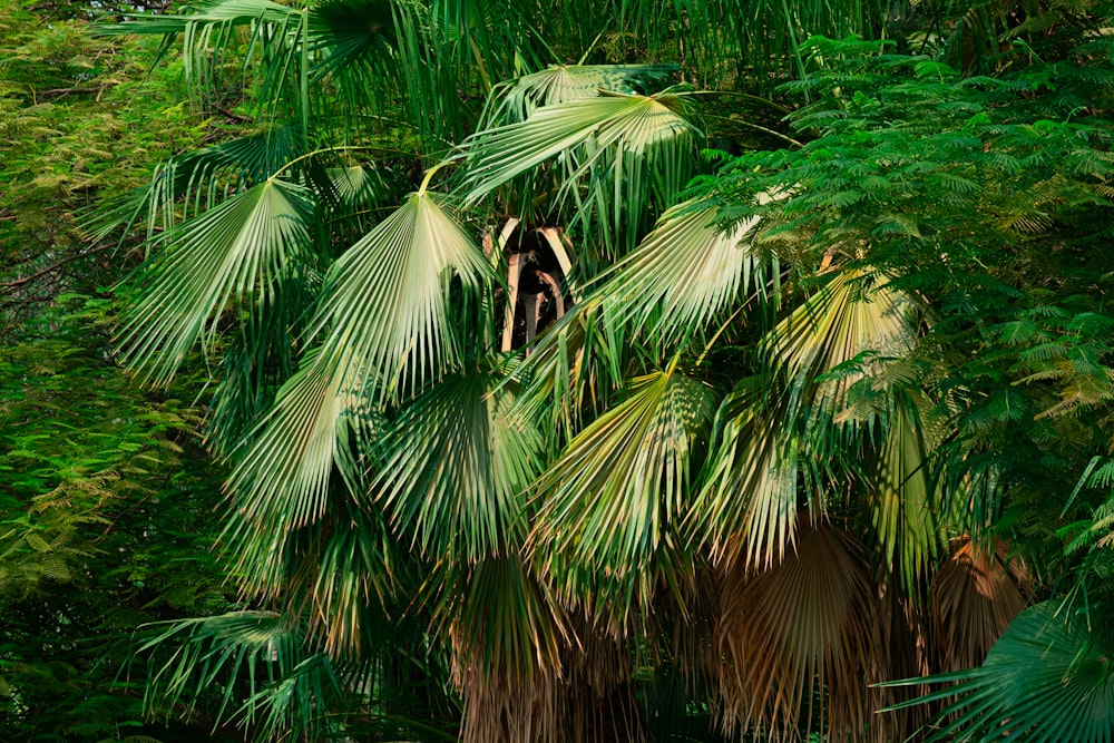 a group of palm trees in a forest