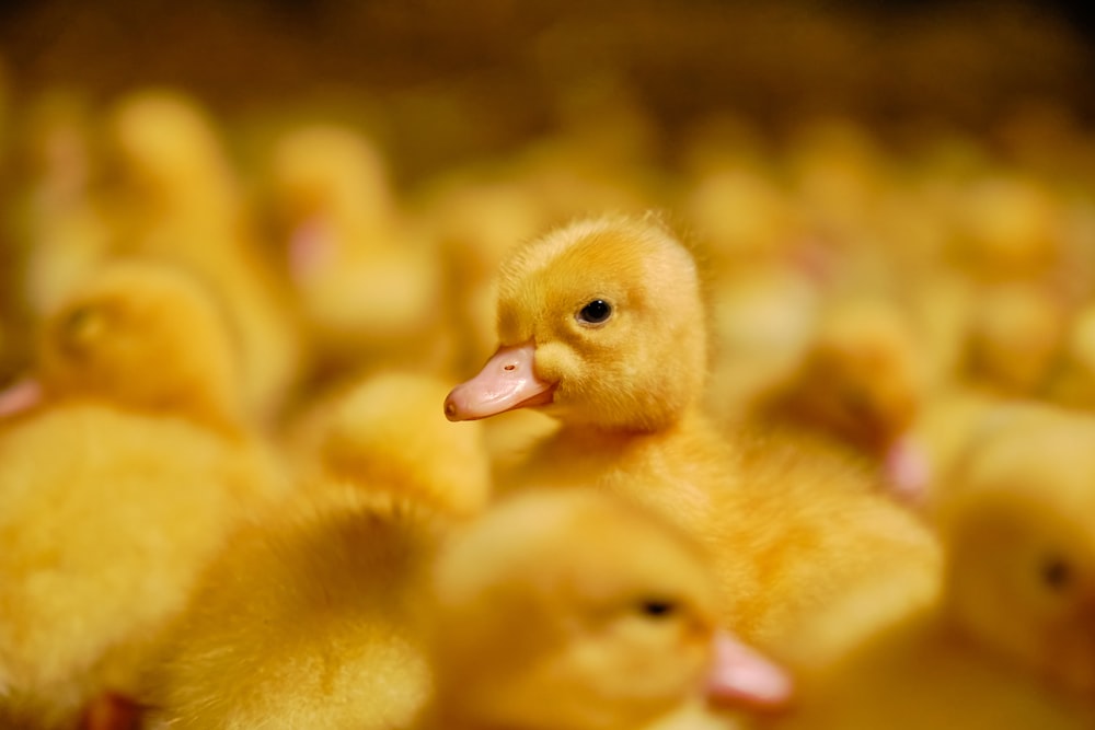 um bando de pequenos patos amarelos em uma fileira