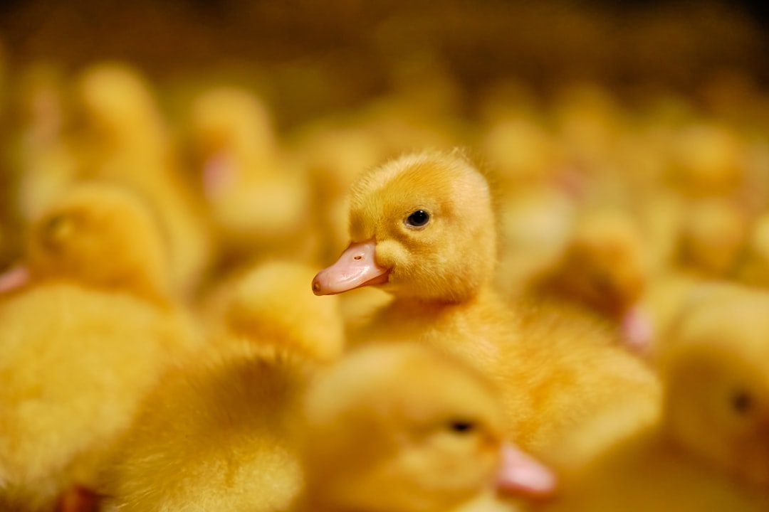 Are All Ducklings Yellow?