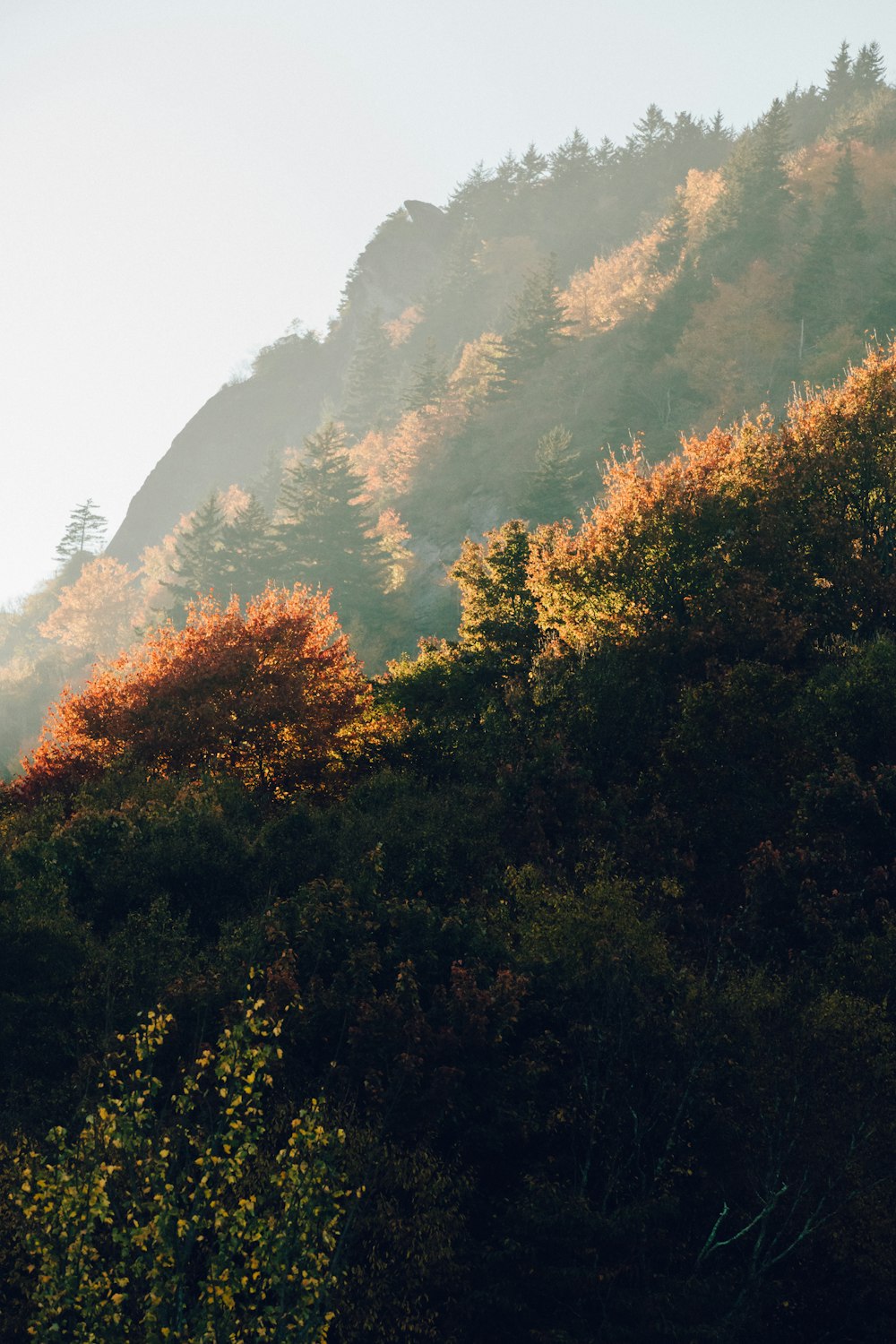 a mountain with trees on the side of it