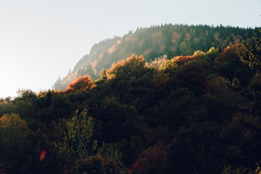 a mountain with trees on the side of it