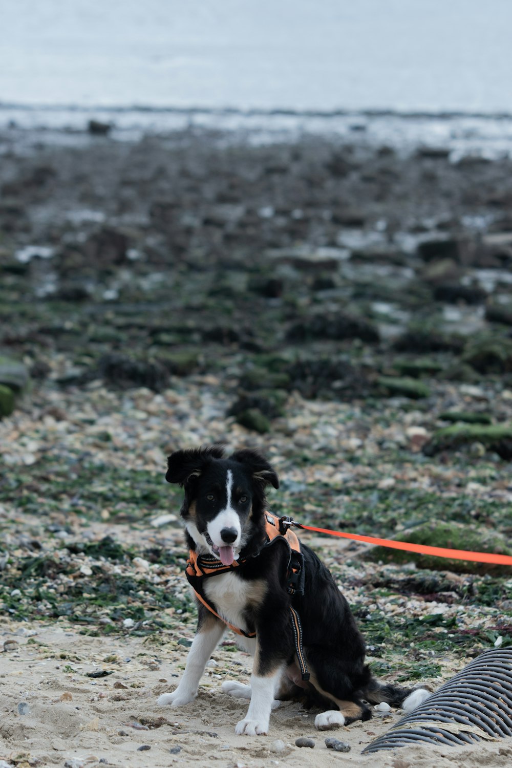 a black and white dog sitting on top of a sandy beach