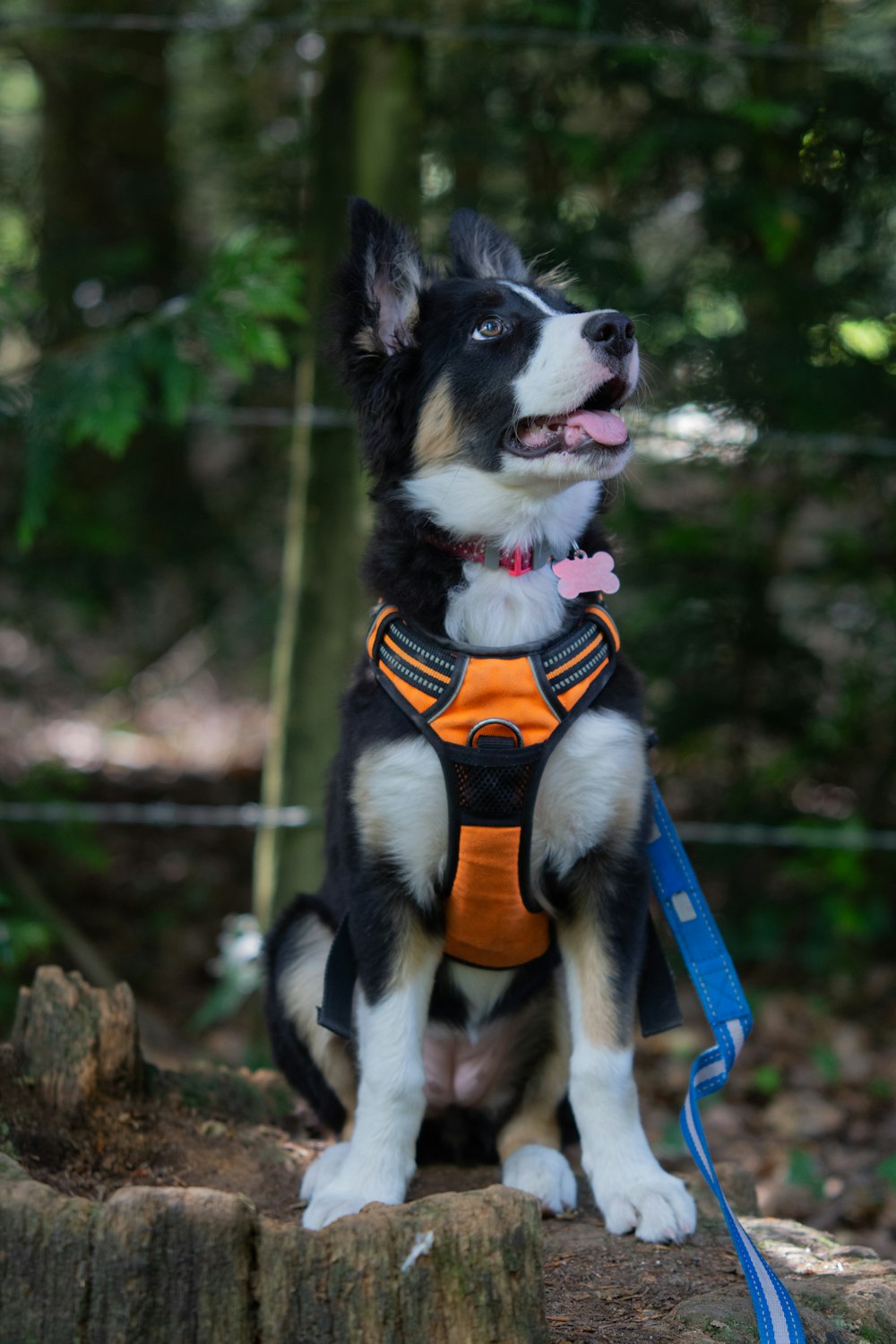 a black and white dog wearing an orange vest