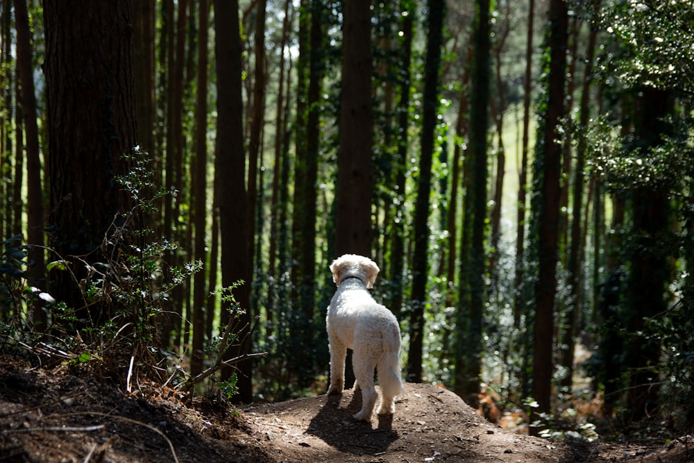 a white dog standing on a dirt path in a forest