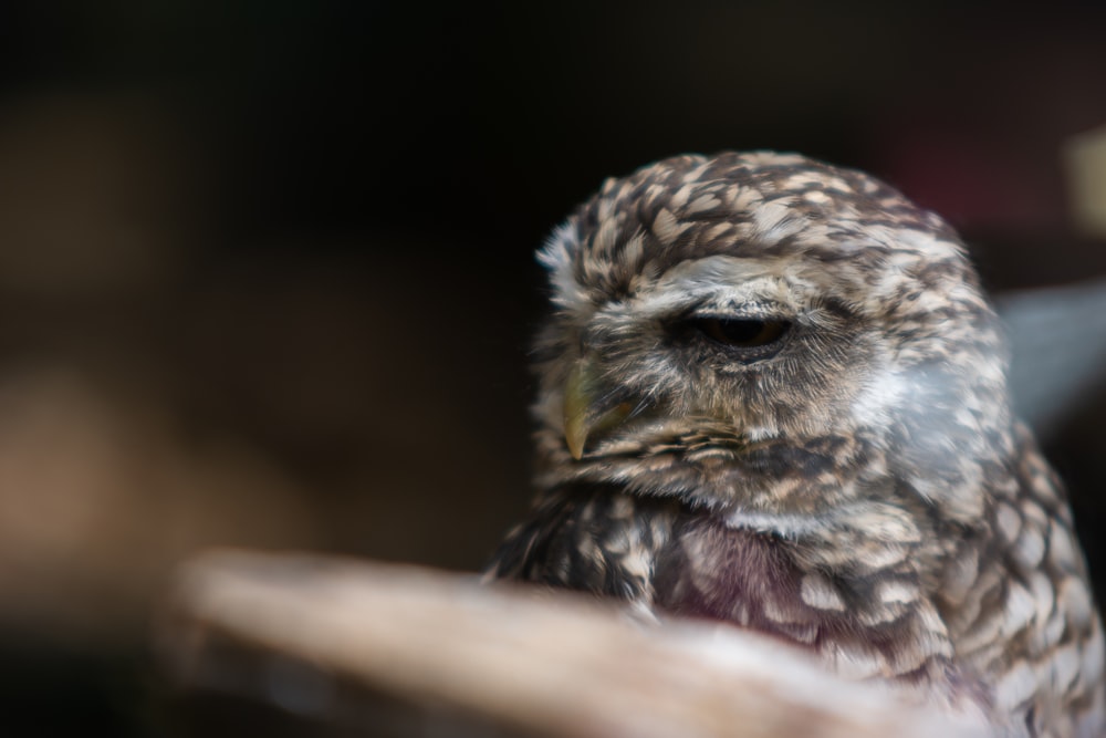 a close up of a bird with a blurry background