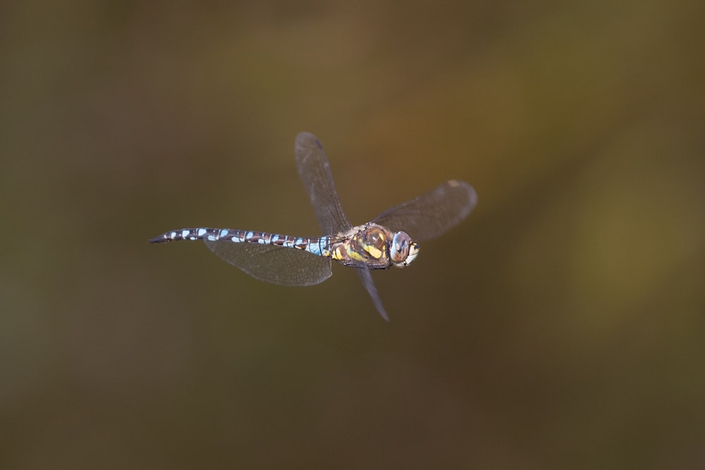 a close up of a dragonfly flying in the air