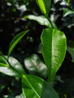 a close up of a green leaf on a tree