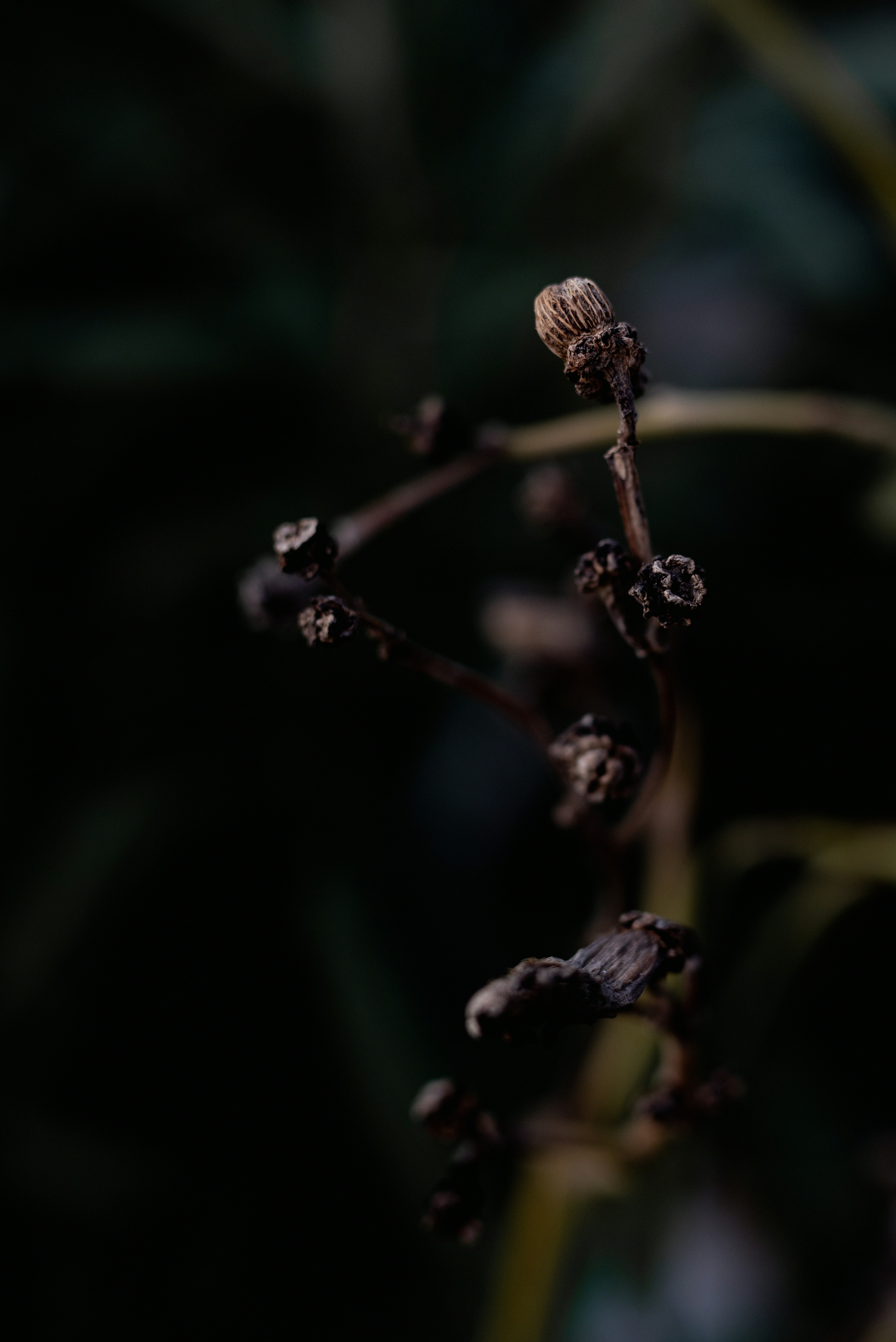 Photo by lauraadaiphoto