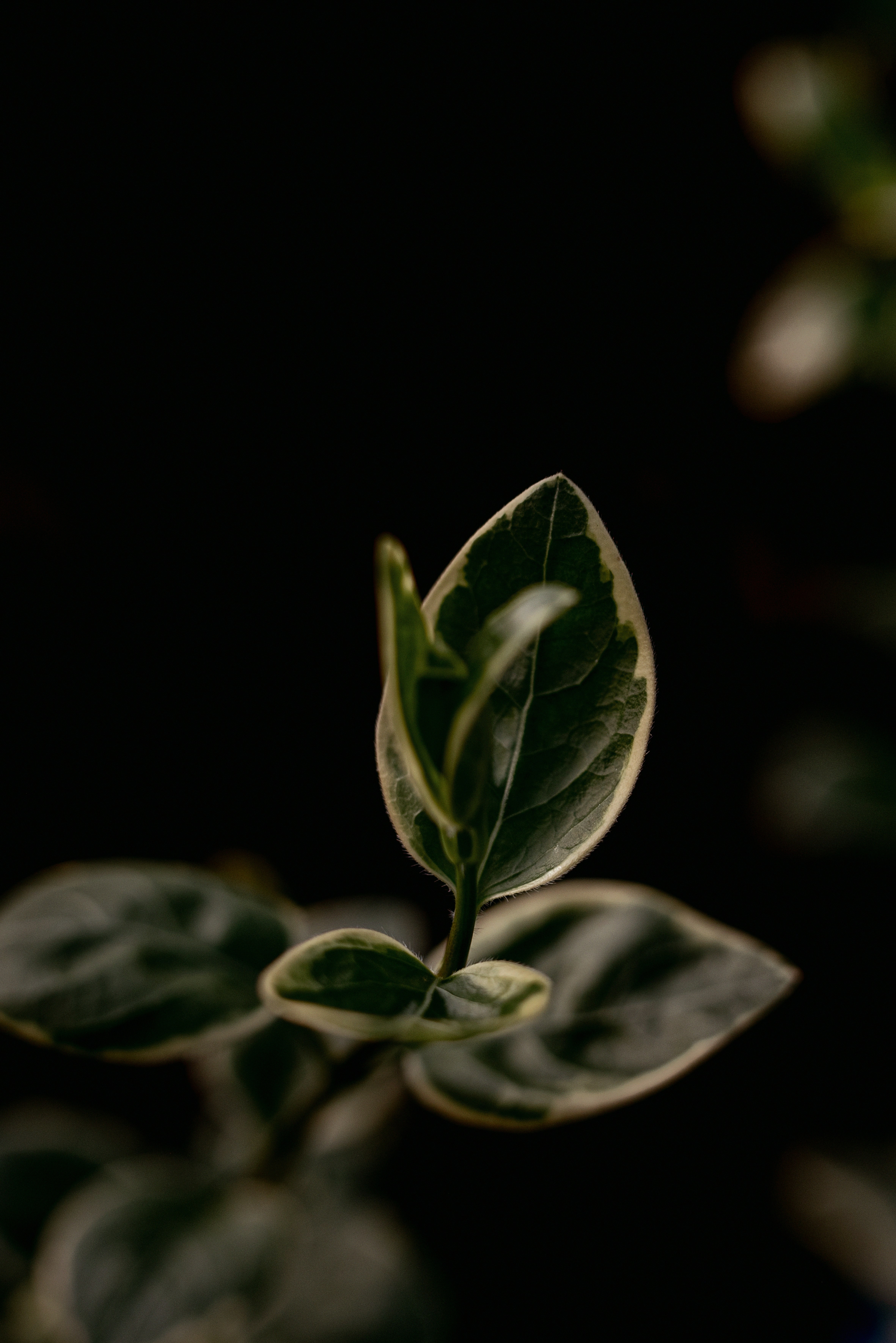 Photo by lauraadaiphoto