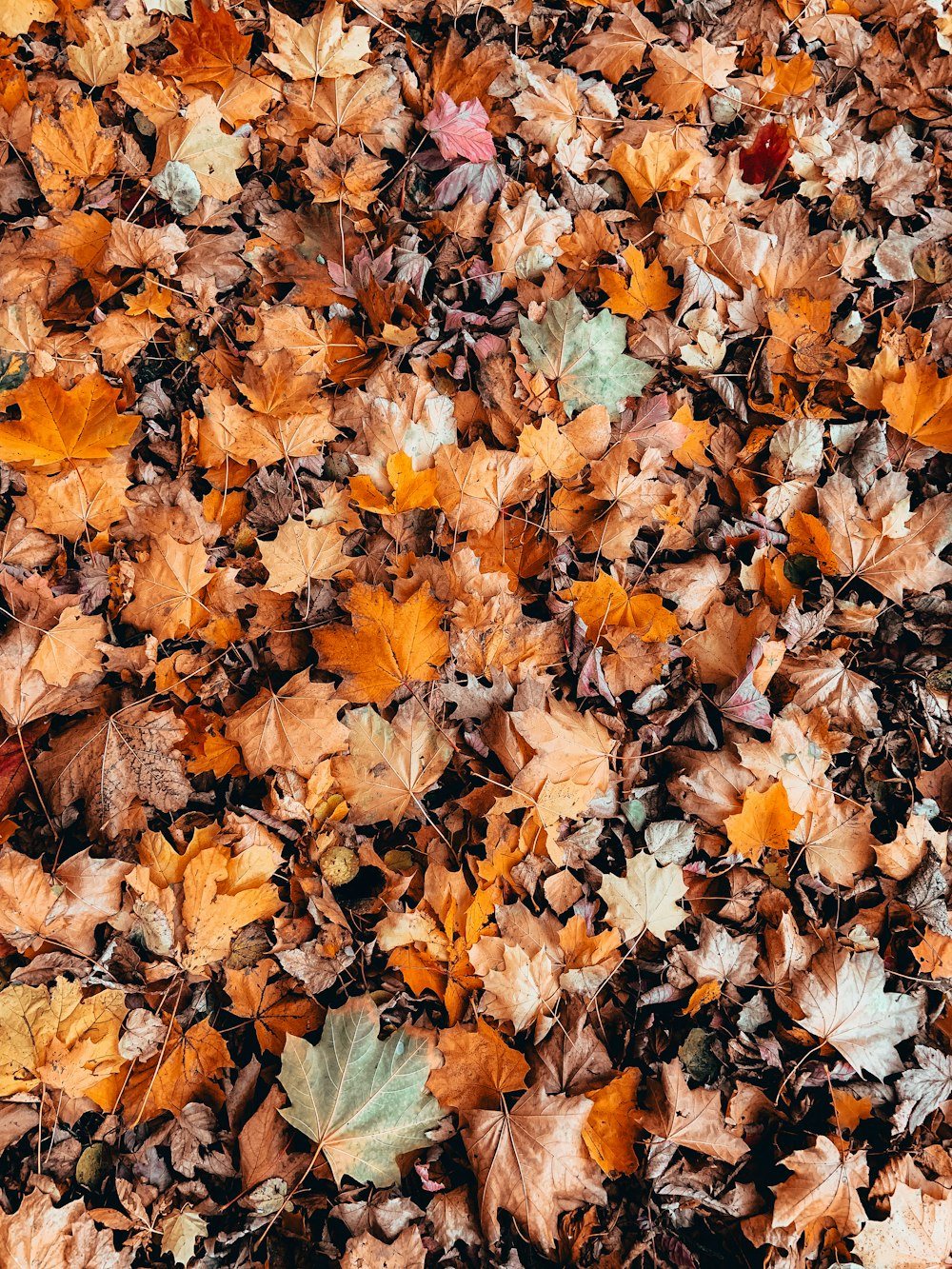 a bunch of leaves that are laying on the ground