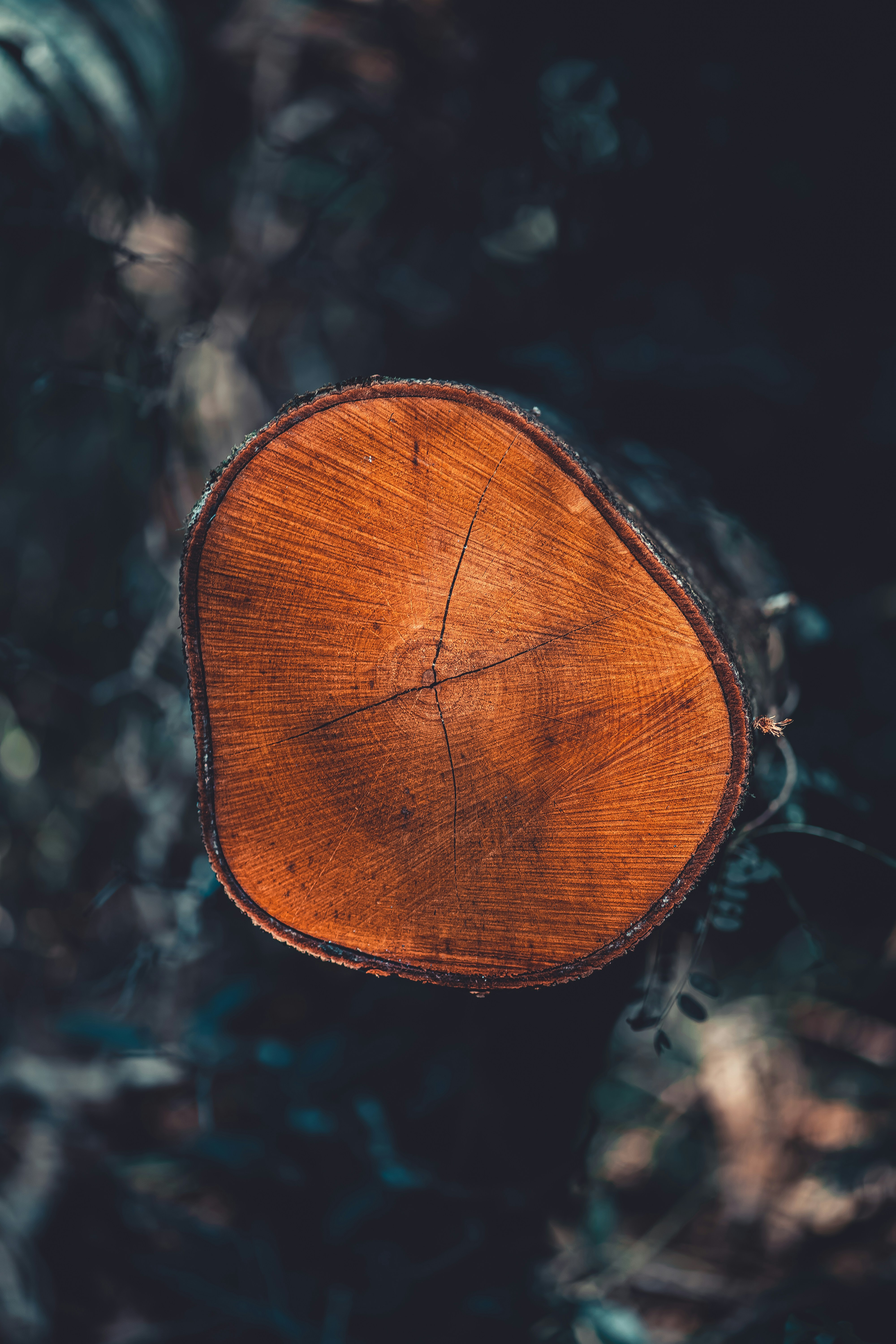 Photo by limamauro23