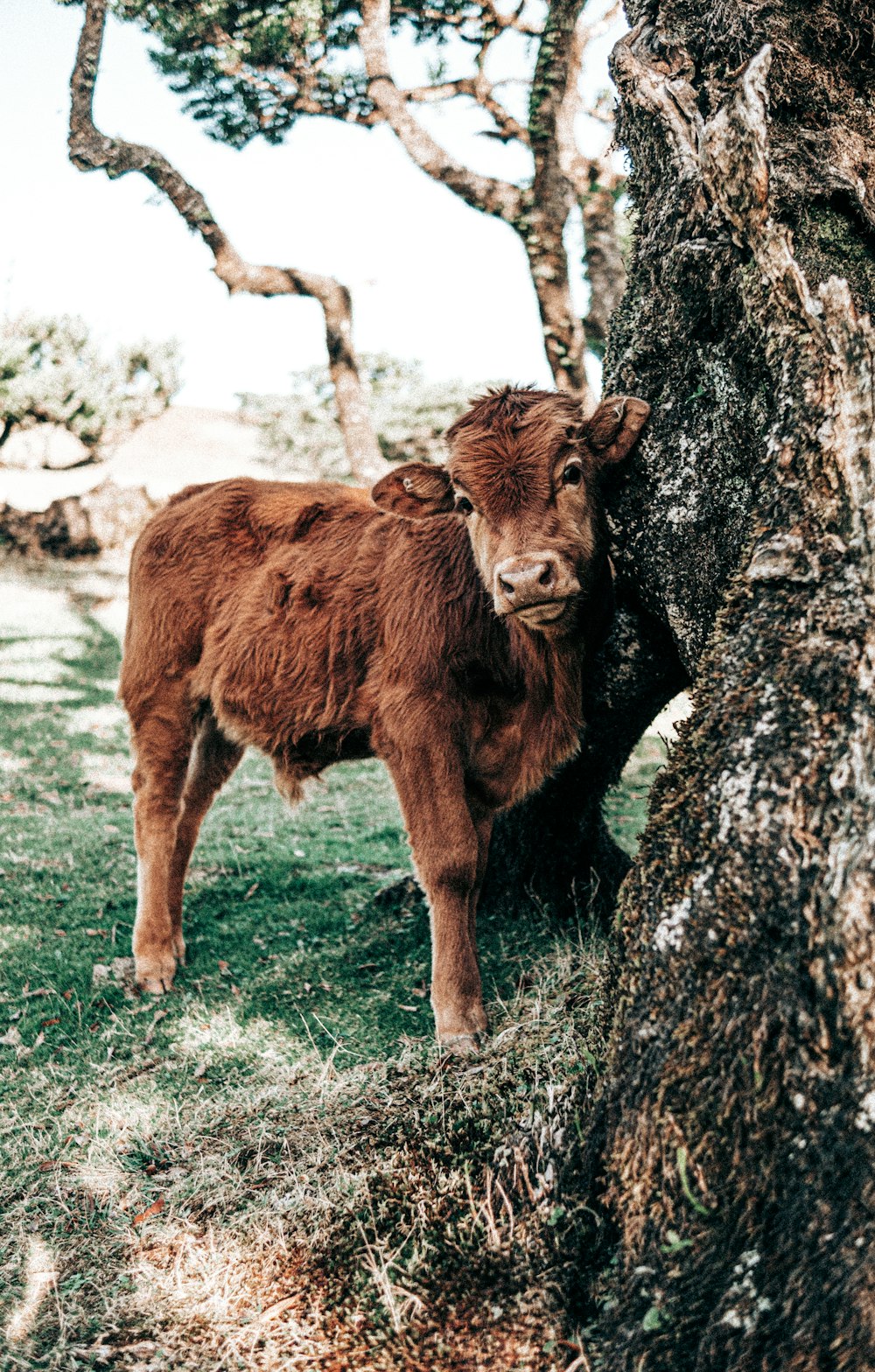 a brown cow standing next to a tree