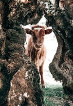 a brown cow standing in between two large rocks