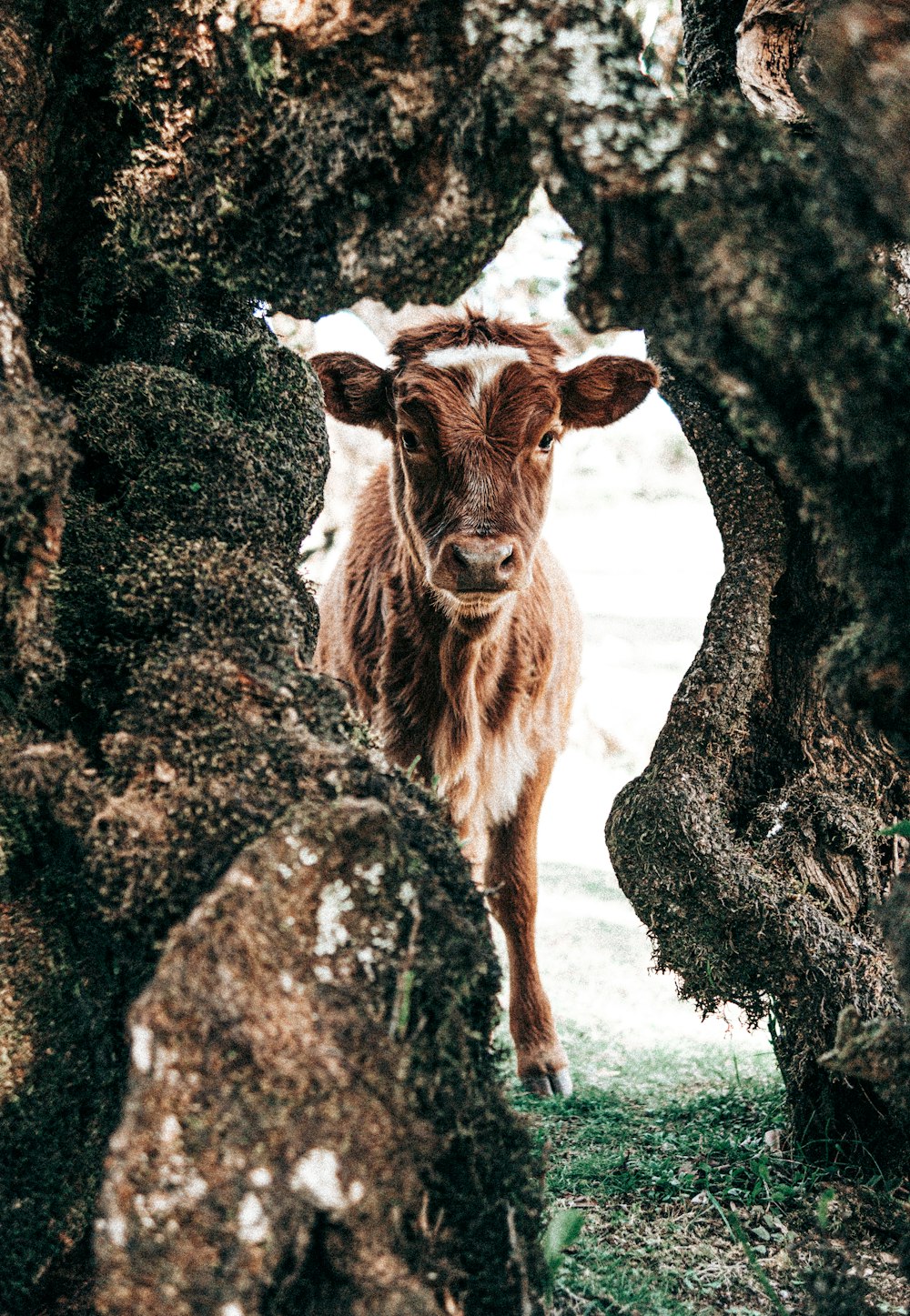 une vache brune debout entre deux gros rochers