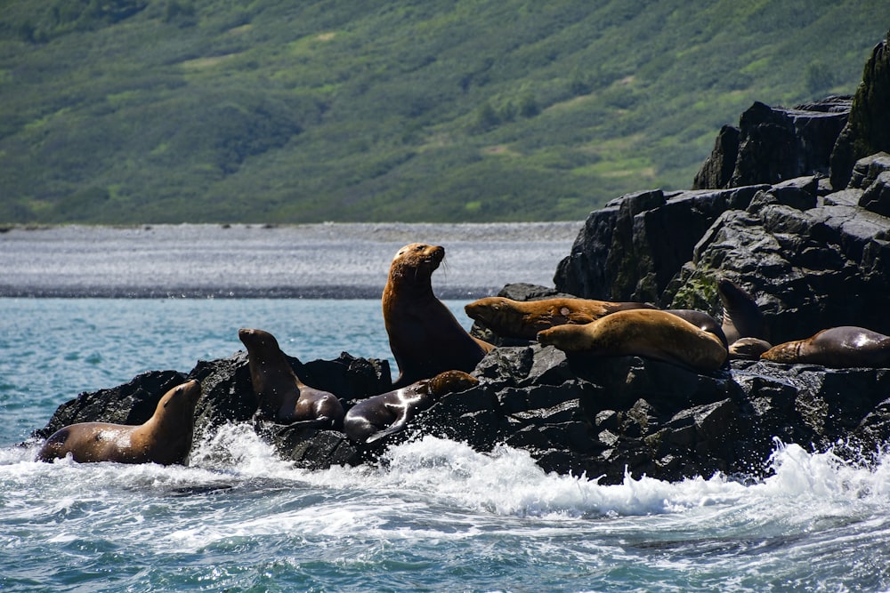 a group of sea lions lounging on rocks in the ocean