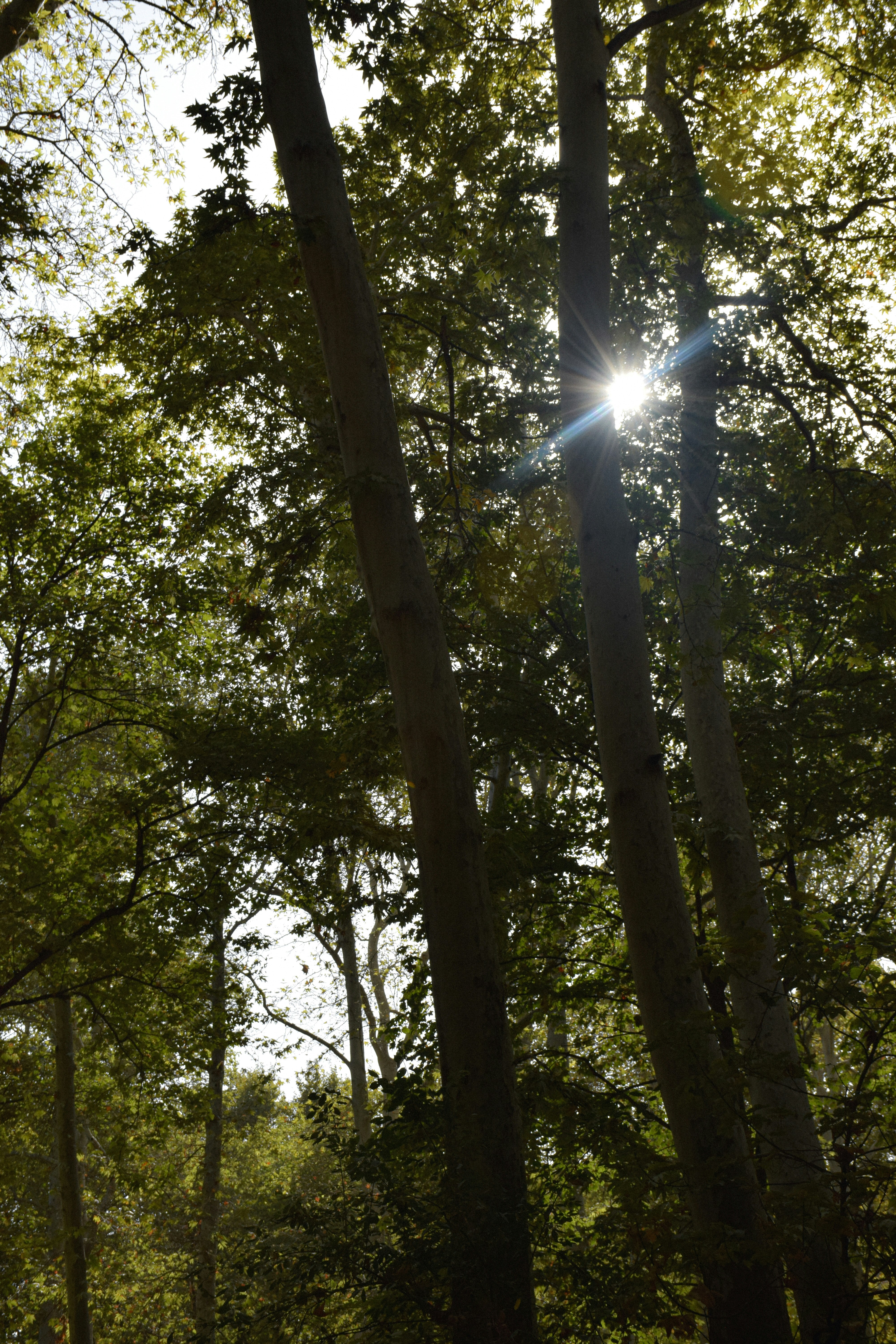 Photo by salarkaazemi