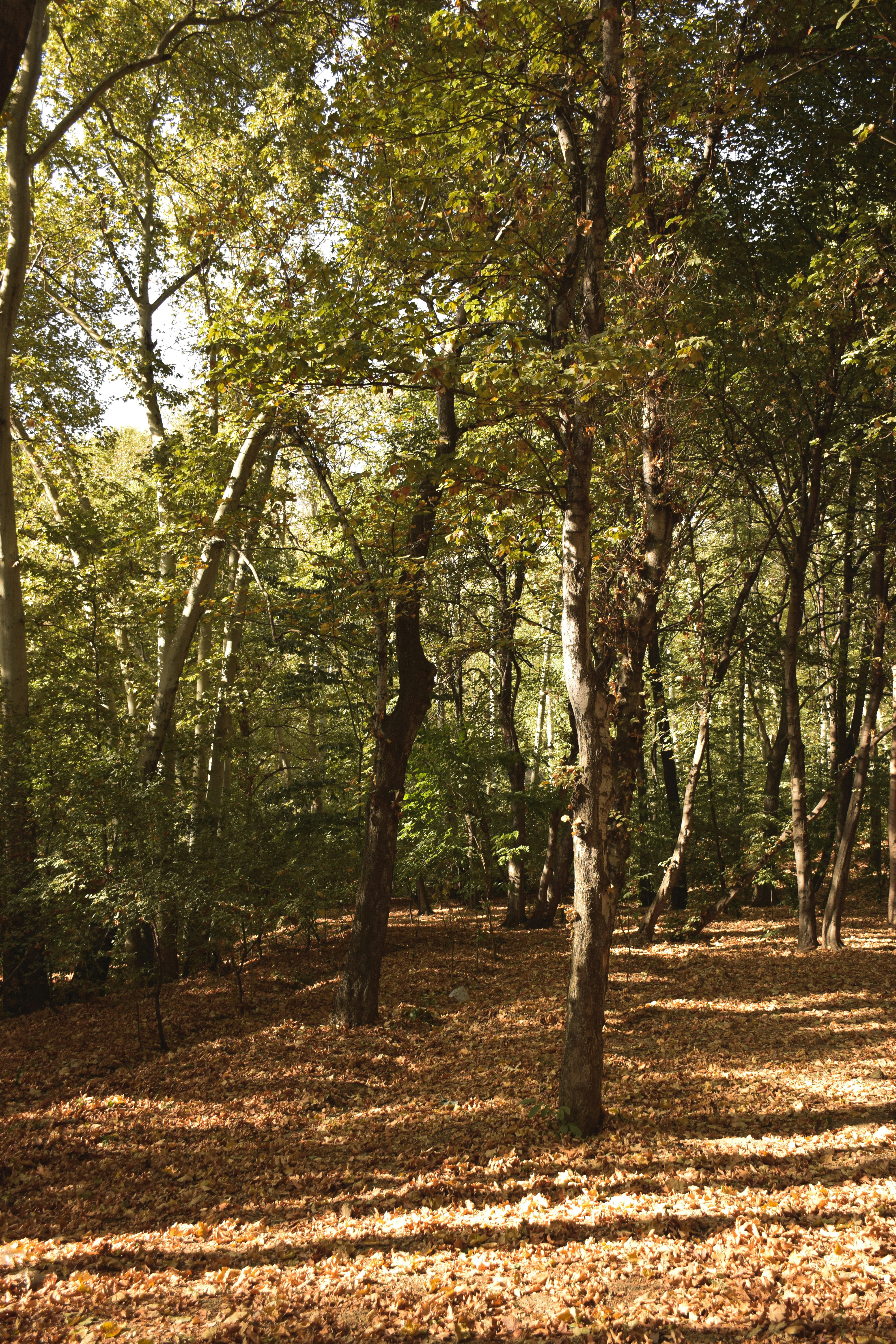 Photo by salarkaazemi