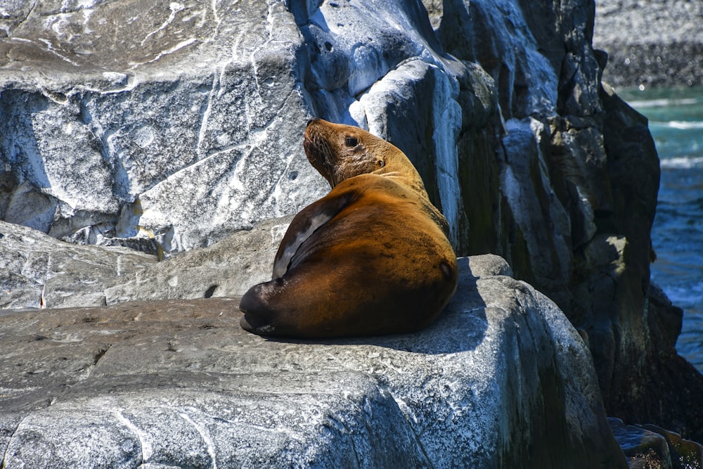 a sea lion laying on top of a rock next to a body of water