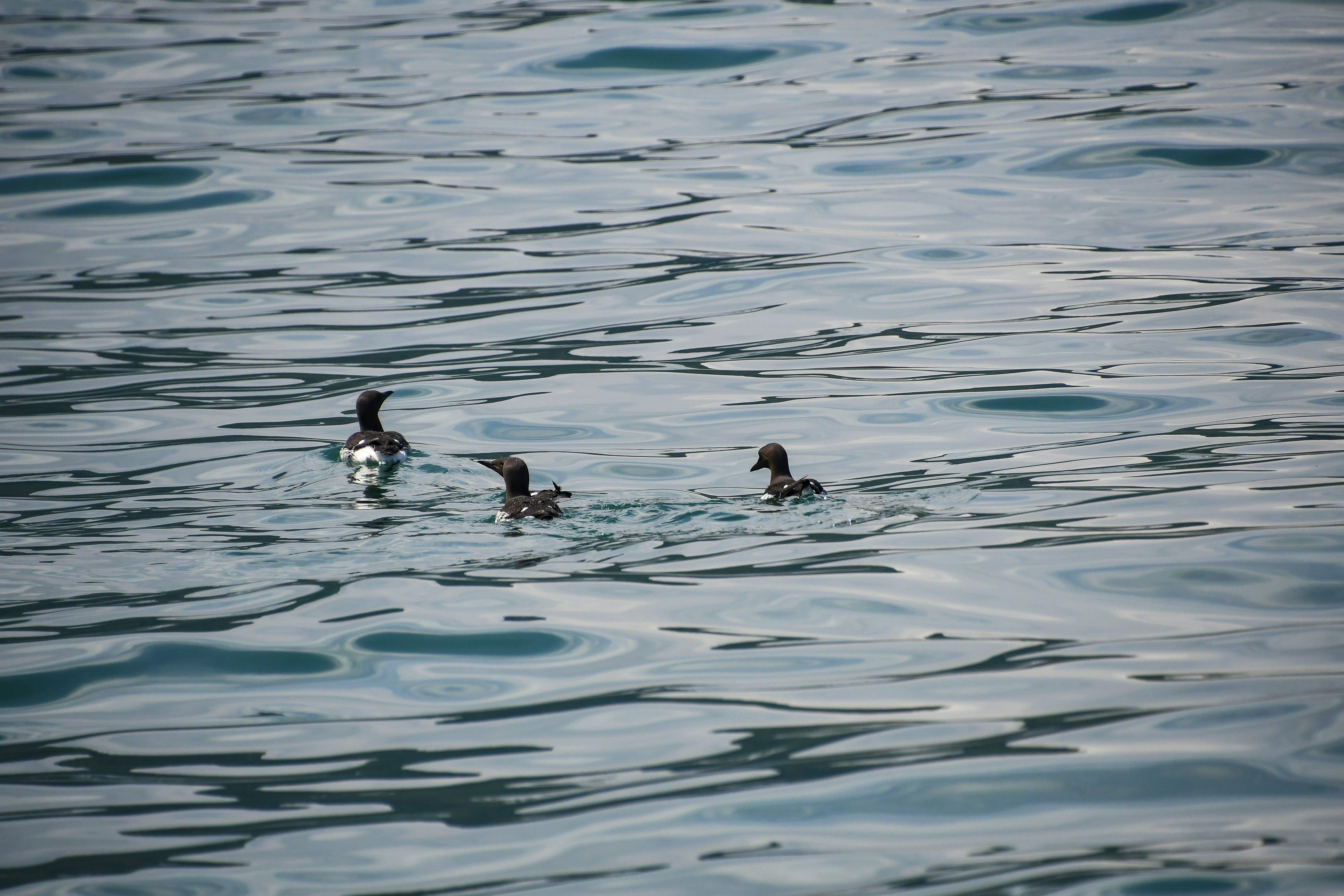 a couple of ducks floating on top of a body of water