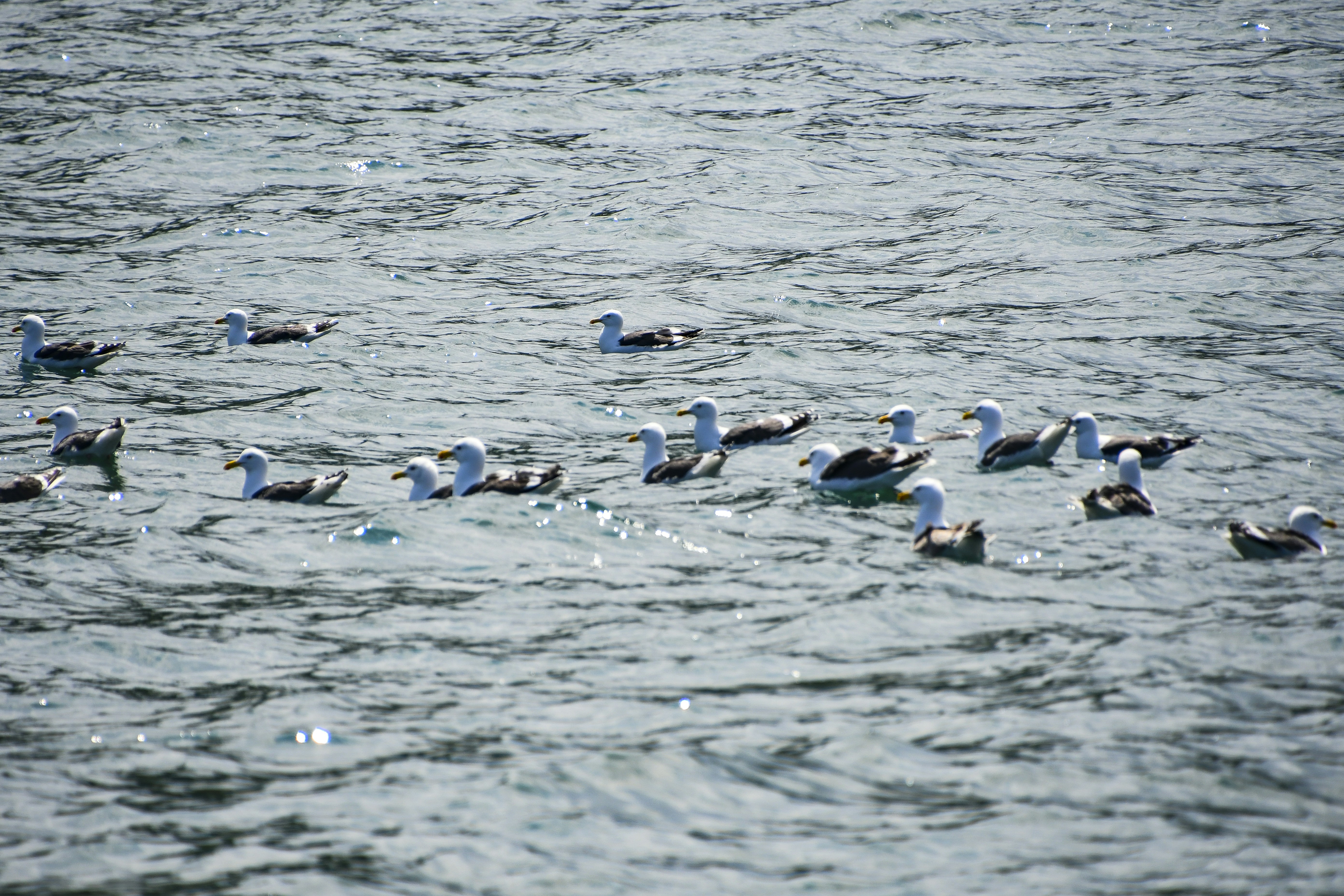 a flock of birds floating on top of a body of water