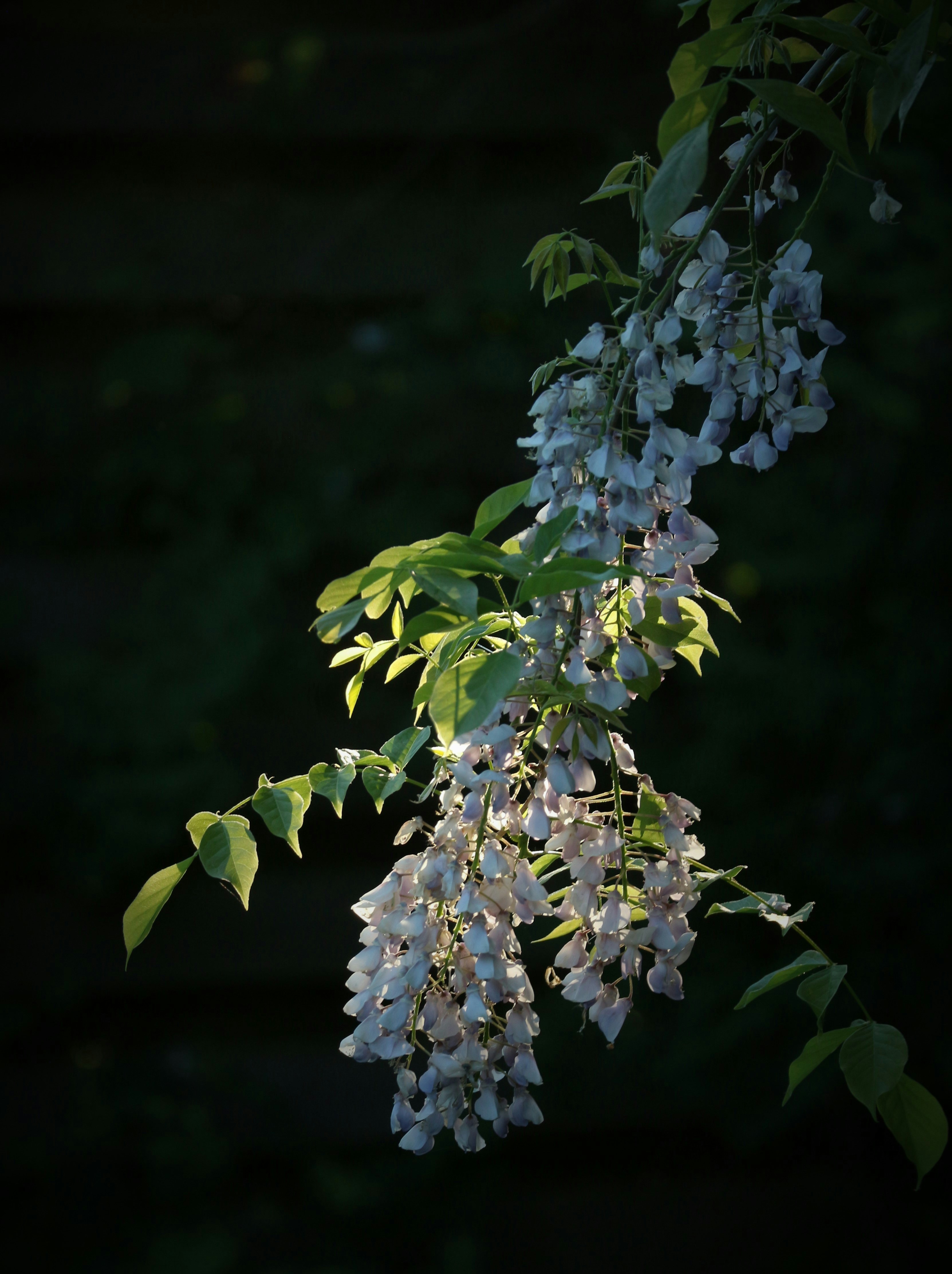 A tree branch with white flowers and green leaves photo – Free Rørvig ...