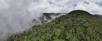 a very tall mountain covered in lots of trees
