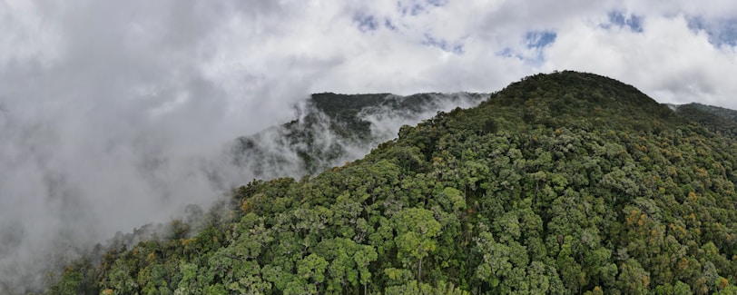 a very tall mountain covered in lots of trees