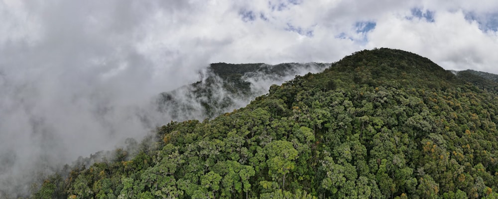 a very tall mountain covered in lots of trees