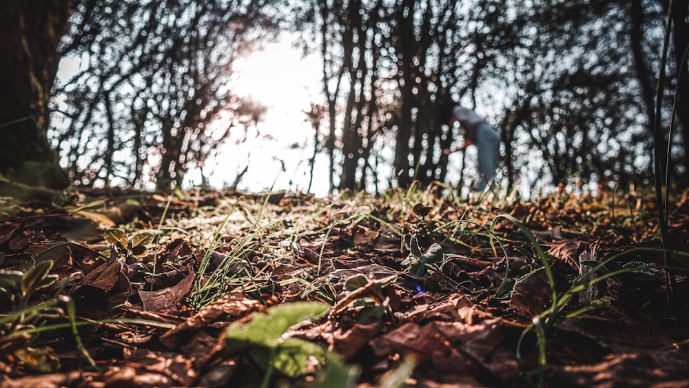 une personne debout au milieu d’une forêt