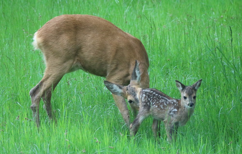 a mother deer and her baby in a grassy field
